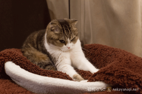 bed120415_2.gif