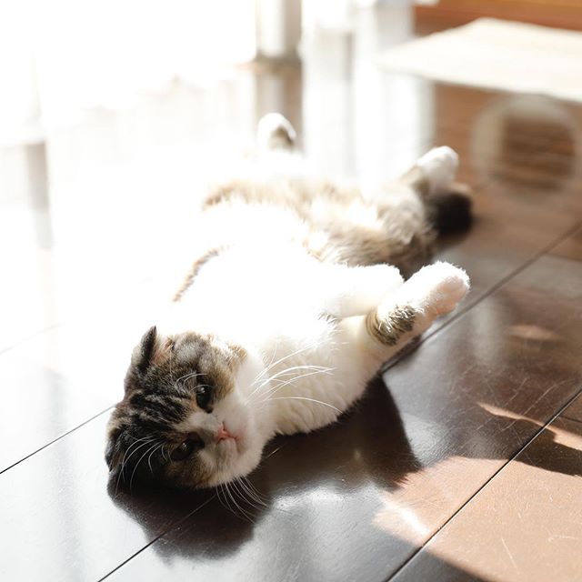 日光浴。 猫柳ぶろぐ https://nekoyanagi.net