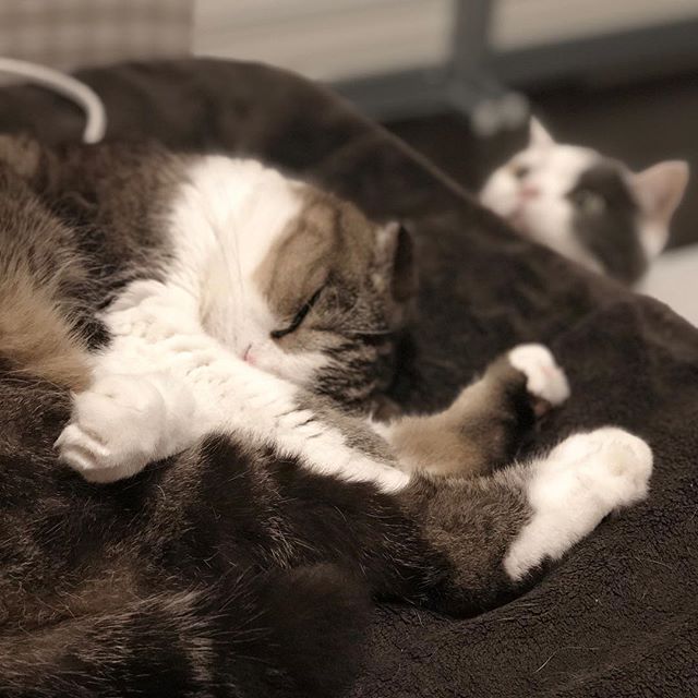 寝てるのと気になってるの。 猫柳ぶろぐ https://nekoyanagi.net