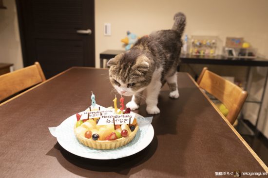 猫柳13歳の誕生日