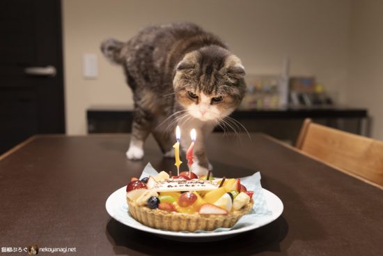 猫柳14歳の誕生日