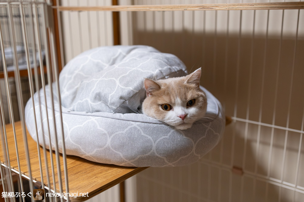 こもる
