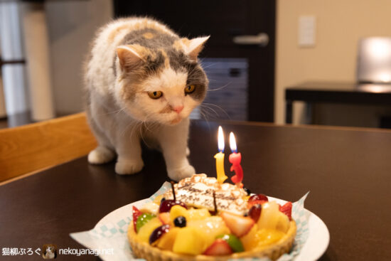 雪柳13歳の誕生日