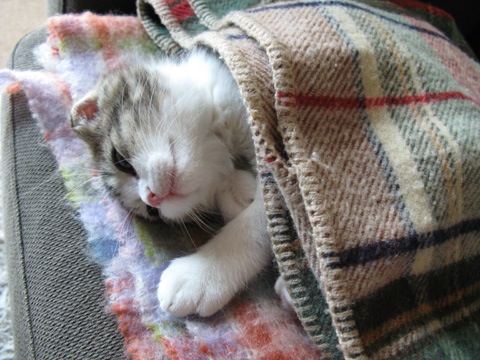 1st anniversary | 猫柳ぶろぐ