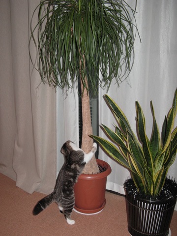 猫柳写真集 猫柳どうが